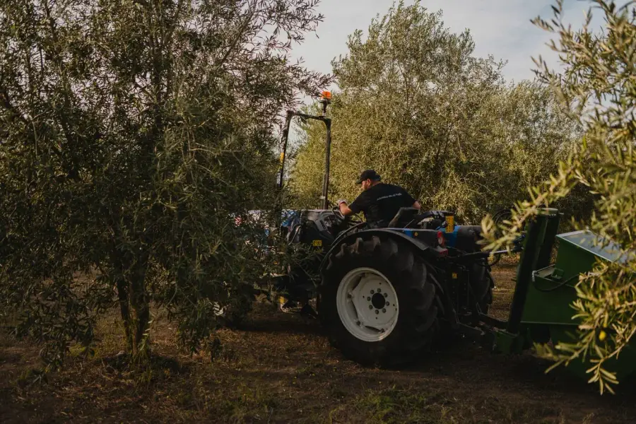 Olijfoogst met een oogstmachine tussen de olijfbomen